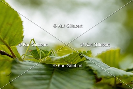 Karl-Gillebert-Barbitiste-des-bois-Barbitistes-serricauda-4548