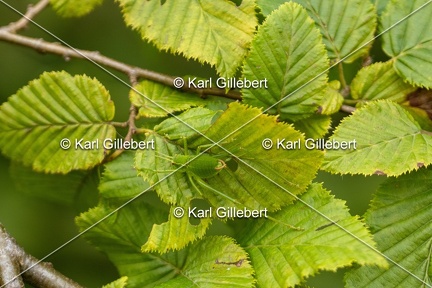 Karl-Gillebert-Barbitiste-des-bois-Barbitistes-serricauda-4565