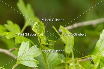 Karl-Gillebert-Barbitiste-des-bois-Barbitistes-serricauda-4616