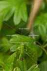 Karl-Gillebert-Barbitiste-des-bois-Barbitistes-serricauda-4632