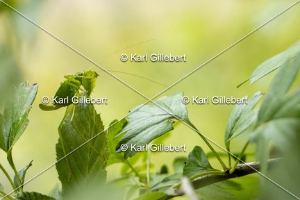 Karl-Gillebert-Barbitiste-des-bois-Barbitistes-serricauda-4635