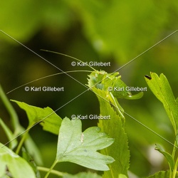 Barbitiste des bois - Barbitistes serricauda