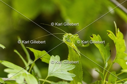 Karl-Gillebert-Barbitiste-des-bois-Barbitistes-serricauda-4641