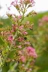 Karl-Gillebert-Barbitiste-des-bois-Barbitistes-serricauda-4662