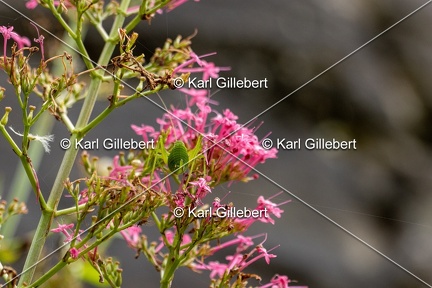 Karl-Gillebert-Barbitiste-des-bois-Barbitistes-serricauda-4671