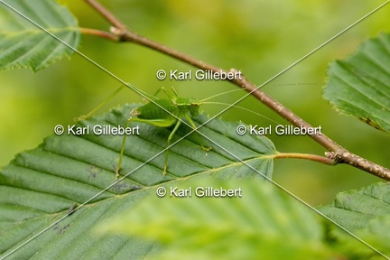 Karl-Gillebert-Barbitiste-des-bois-Barbitistes-serricauda-4712