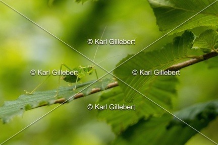 Karl-Gillebert-Barbitiste-des-bois-Barbitistes-serricauda-4717