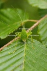 Karl-Gillebert-Barbitiste-des-bois-Barbitistes-serricauda-4723