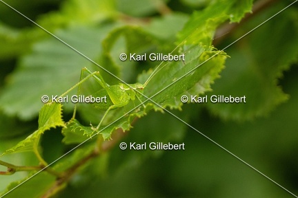 Karl-Gillebert-Barbitiste-des-bois-Barbitistes-serricauda-4733