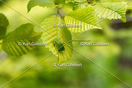Karl-Gillebert-Barbitiste-des-bois-Barbitistes-serricauda-4740