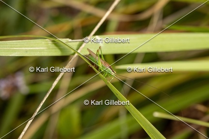 Karl-Gillebert-Conocephale-commun-Conocephalus fuscus-6635