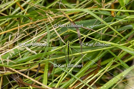 Karl-Gillebert-Conocephale-commun-Conocephalus fuscus-9855