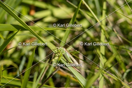 Karl-Gillebert-Conocephale-commun-Conocephalus fuscus-0958