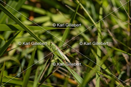 Karl-Gillebert-Conocephale-commun-Conocephalus fuscus-0963