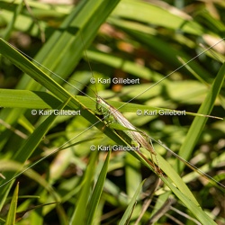 Conocéphale commun - Conocephalus fuscus