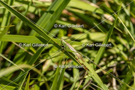 Karl-Gillebert-Conocephale-commun-Conocephalus fuscus-0974