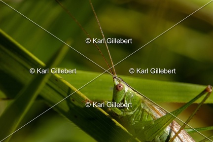 Karl-Gillebert-Conocephale-commun-Conocephalus fuscus-0982