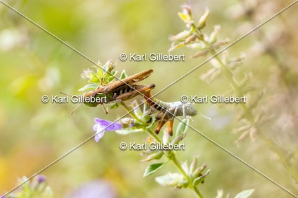 Karl-Gillebert-Criquet-tachete-Myrmeleotettix-maculatus-6183