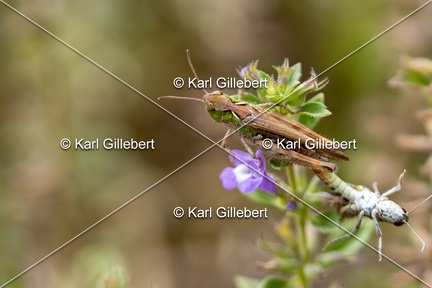 Karl-Gillebert-Criquet-tachete-Myrmeleotettix-maculatus-6202