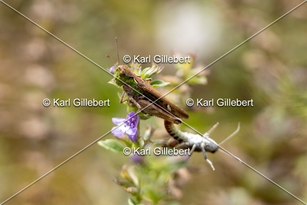 Karl-Gillebert-Criquet-tachete-Myrmeleotettix-maculatus-6224