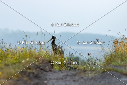 Karl-Gillebert-Cigogne-noire-Ciconia-nigra-9502