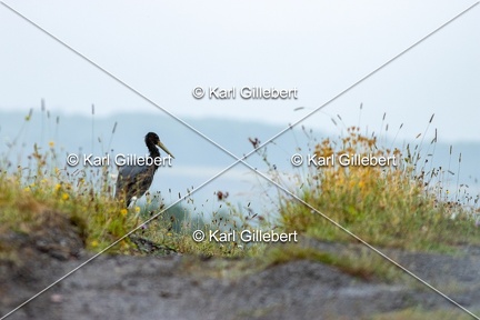 Karl-Gillebert-Cigogne-noire-Ciconia-nigra-9509