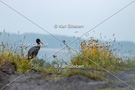 Karl-Gillebert-Cigogne-noire-Ciconia-nigra-9519