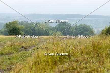 Karl-Gillebert-Cigogne-noire-Ciconia-nigra-9555