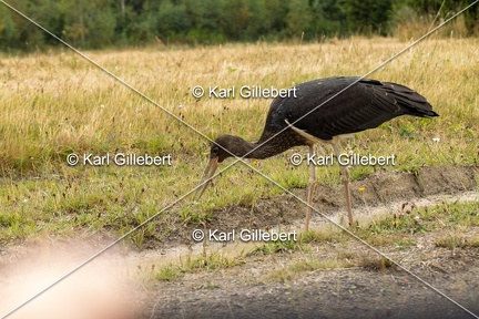 Karl-Gillebert-Cigogne-noire-Ciconia-nigra-9668