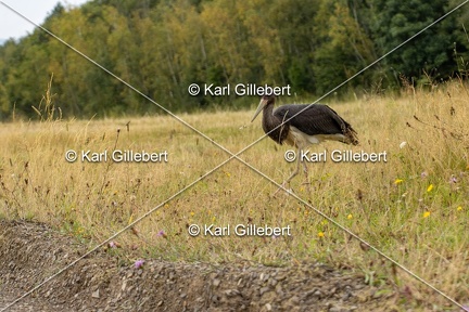 Karl-Gillebert-Cigogne-noire-Ciconia-nigra-9687