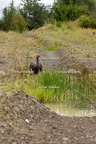 Karl-Gillebert-Cigogne-noire-Ciconia-nigra-9692