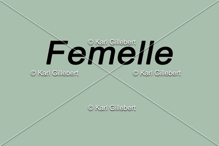 femelle