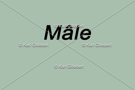 male