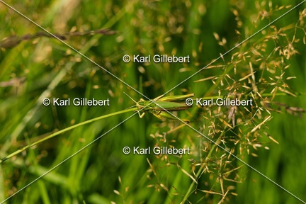Karl-Gillebert-Criquet-verdelet-Omocestus-viridulus-9310