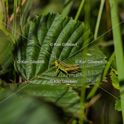 Criquet verdelet - Omocestus viridulus