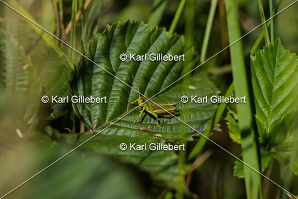 Karl-Gillebert-Criquet-verdelet-Omocestus-viridulus-9302