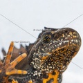 Karl-Gillebert-triton-crete-Triturus-cristatus-1739