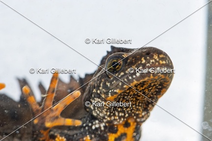 Karl-Gillebert-triton-crete-Triturus-cristatus-1739