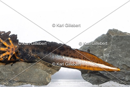 Karl-Gillebert-triton-crete-Triturus-cristatus-1759