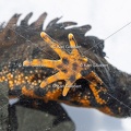 Karl-Gillebert-triton-crete-Triturus-cristatus-1788