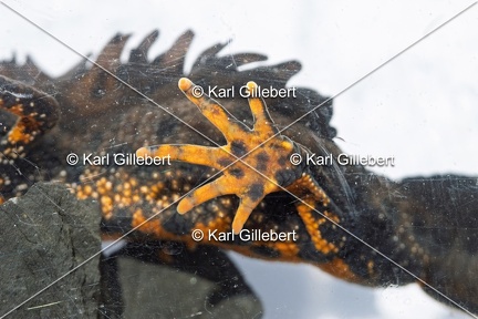 Karl-Gillebert-triton-crete-Triturus-cristatus-1788