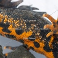 Karl-Gillebert-triton-crete-Triturus-cristatus-1801