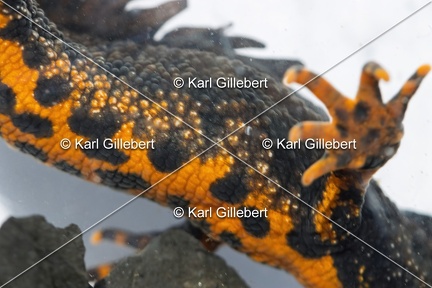 Karl-Gillebert-triton-crete-Triturus-cristatus-1801