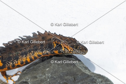 Karl-Gillebert-triton-crete-Triturus-cristatus-1809