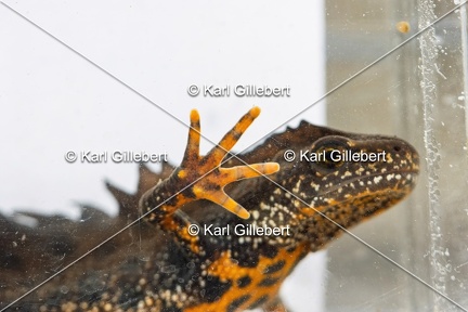 Karl-Gillebert-triton-crete-Triturus-cristatus-1822