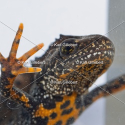 Triton crêté - Triturus cristatus