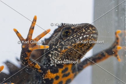 Karl-Gillebert-triton-crete-Triturus-cristatus-1827