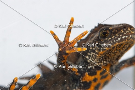 Karl-Gillebert-triton-crete-Triturus-cristatus-1828