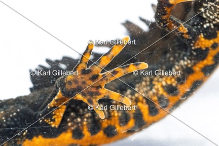 Karl-Gillebert-triton-crete-Triturus-cristatus-1833