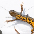 Karl-Gillebert-triton-crete-Triturus-cristatus-1845